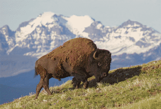 a lone wild bison eating grass on a slope with a snowy mountain in the background