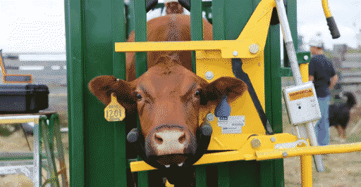 a cow with its head clamped in a cattle shute vice for easy transport and killing