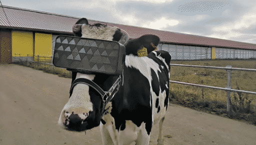 a cow with a pair of VR goggles on, purportedly done in russia to increase milk production