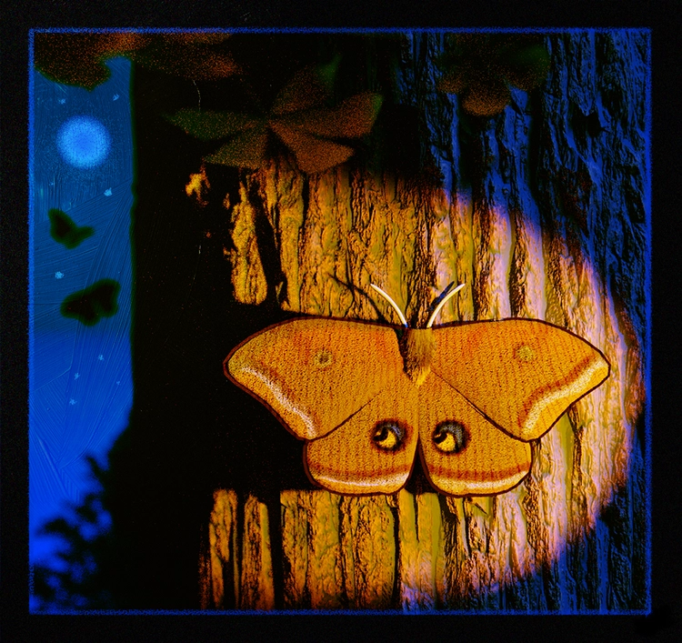 a cute painting of a polyphemus moth with mimicked eyes on its wings that appear to be looking at the moon in the sky