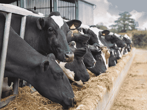 fresians poking their head through a grate to eat from a trough of feed